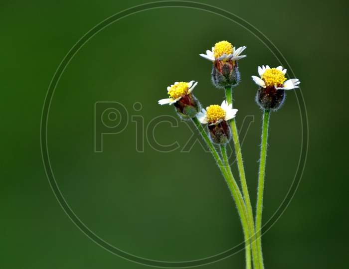Tridax procumbens also known as Shaggy soldier - a common field plant