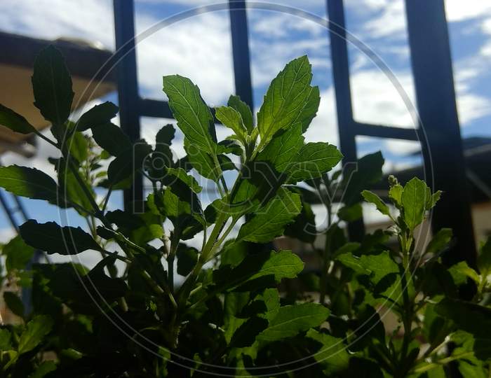 Tulsi plant in urban window