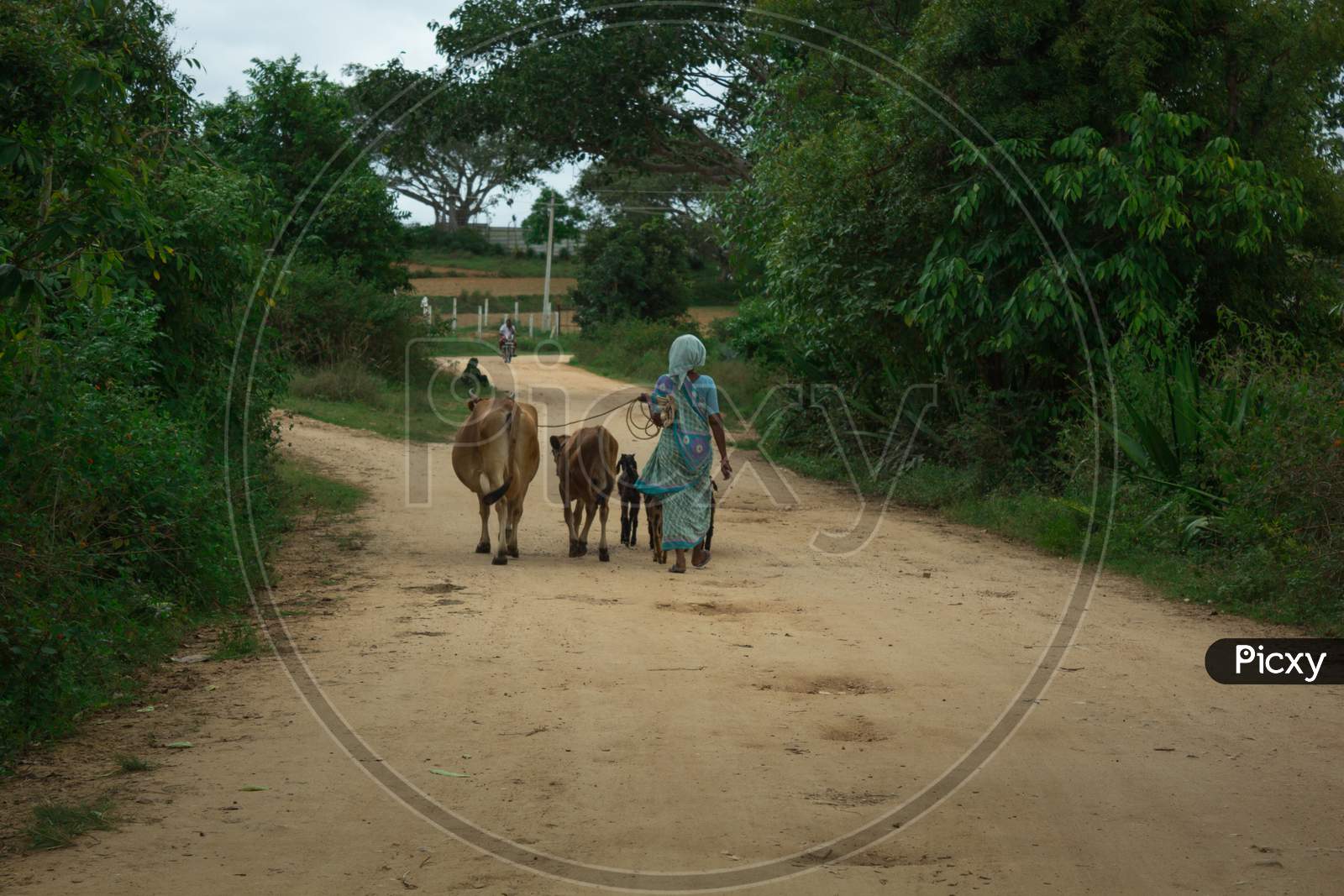 A Pleasing view of a lady farmer seen leading her Cows and Goats towards the Grazing fields in a Village near Mysuru in Karnataka/India.