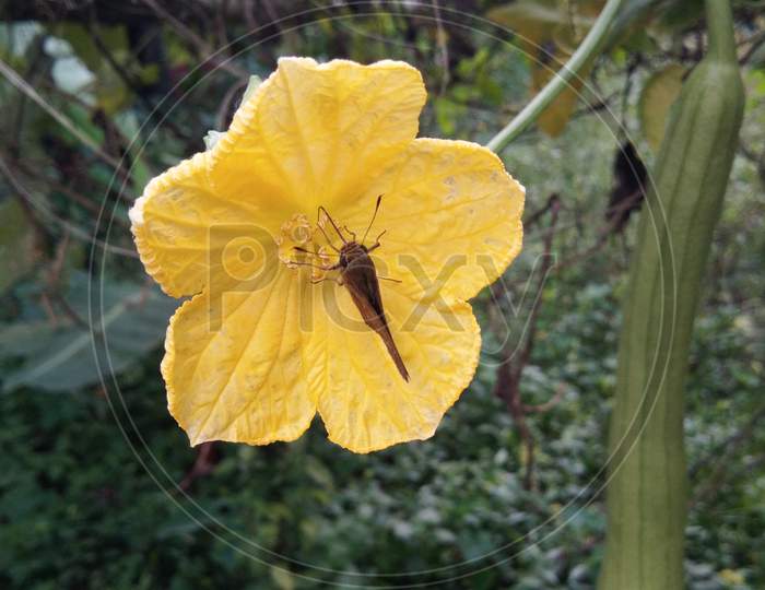 Yellow flower head single flower and insect single