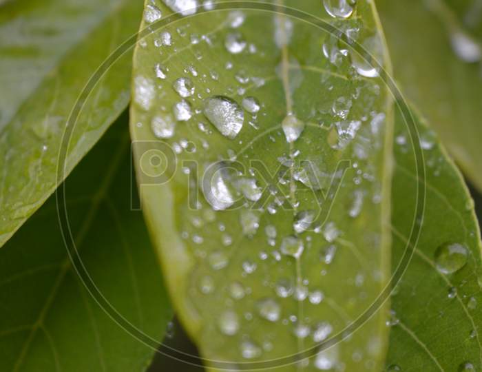 Water drops on the leaf