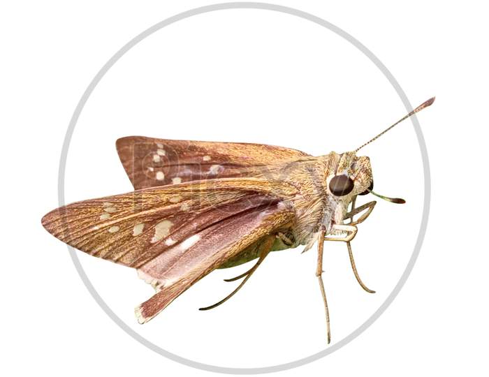 single Moth close up photo