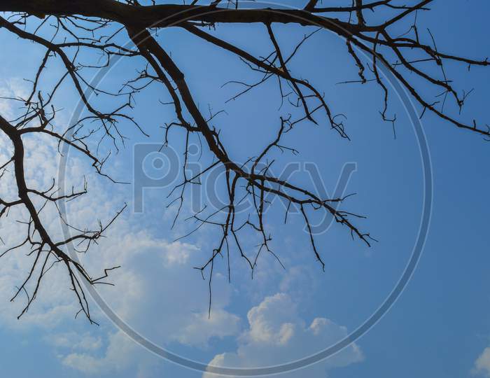 Branches Of Big Tree Create Illusion With Sky Space For Text.