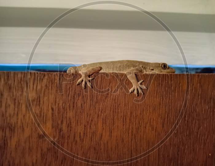 Lizard Without Tel On Wooden Door At White Wall Background.