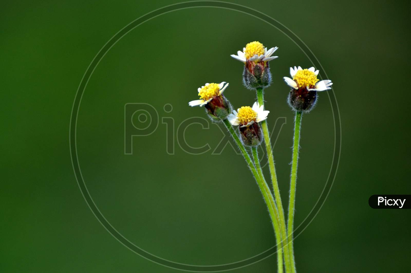 Tridax procumbens also known as Shaggy soldier - a common field plant