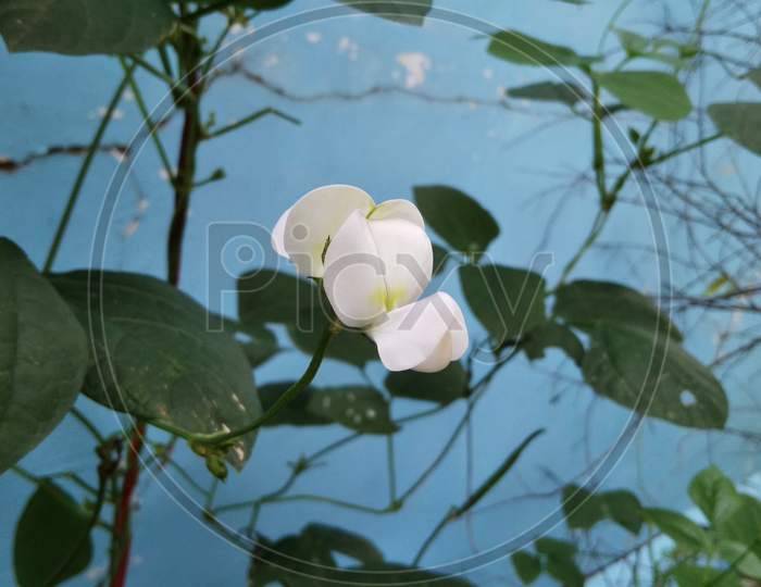 Chori leaf with flower, agriculture flower, white flower