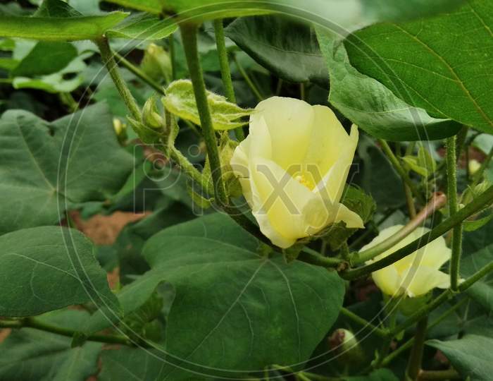 Nature cotton flower agriculture, yellow flower, green leaf