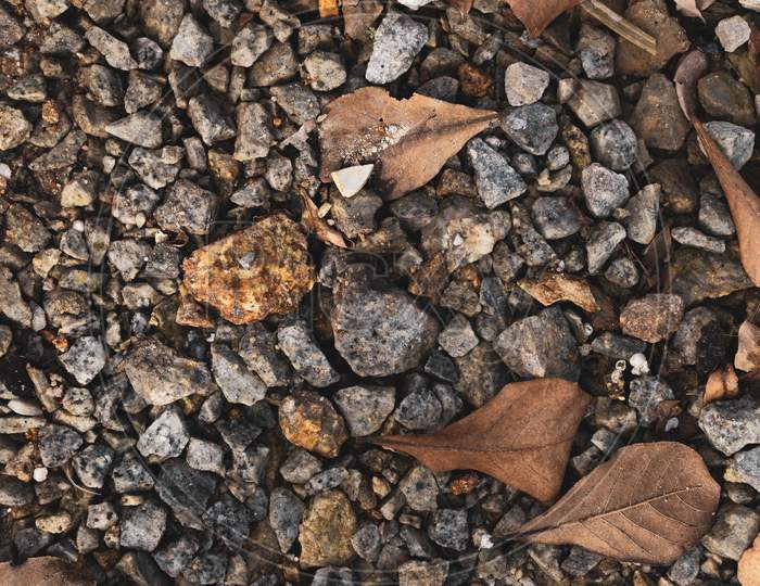 Stones & Dry Leaves On The Ground