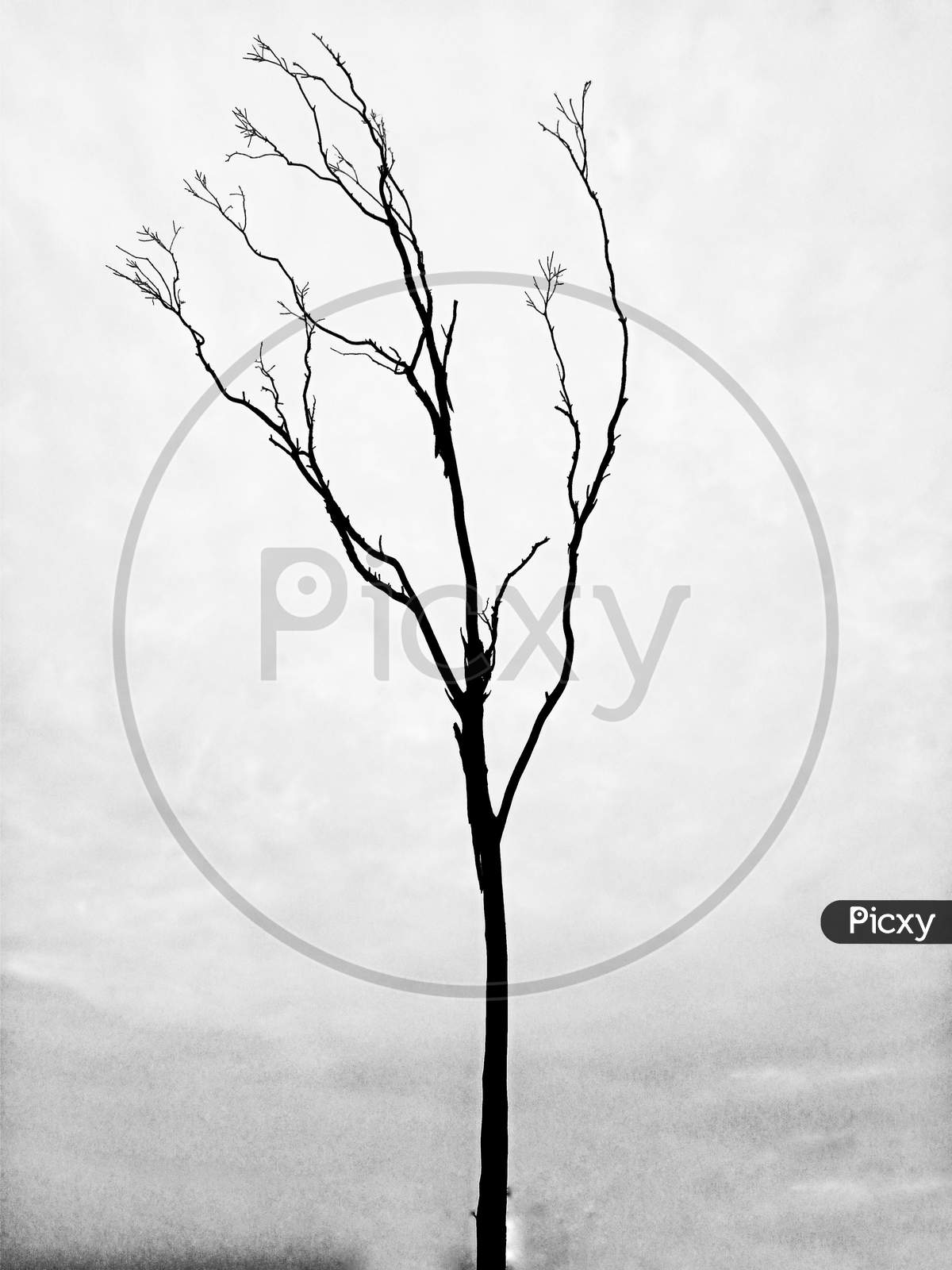 Photo of a dried up tree