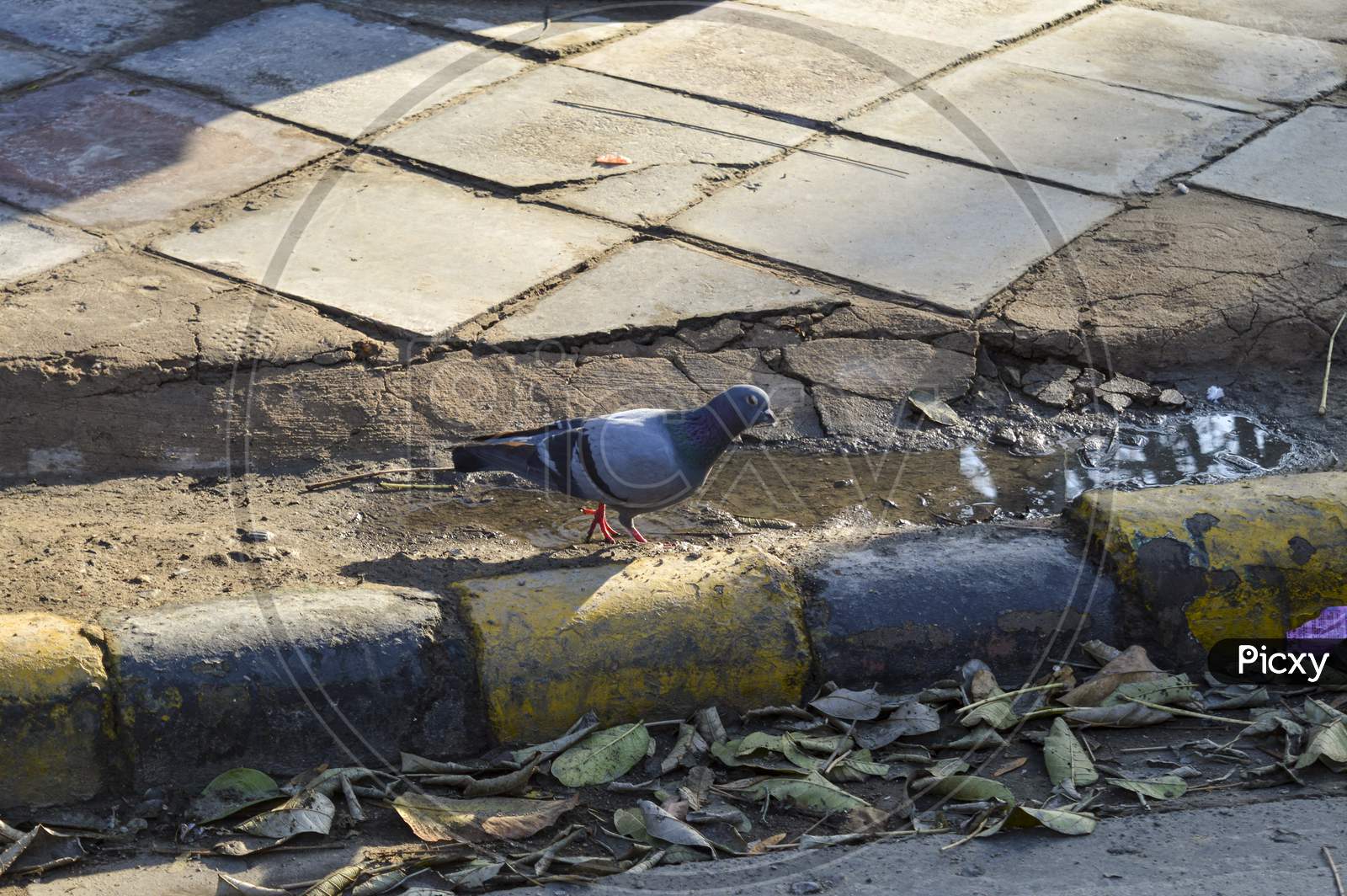 A Pigeon Is Walking Around For Food On Ground.