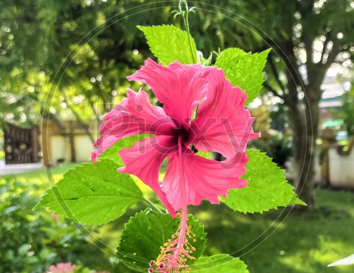 Hibiscus Red flower in Hand and the green leaves at the background.