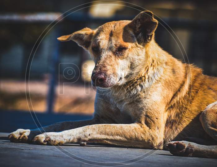 Street Dog sitting ,