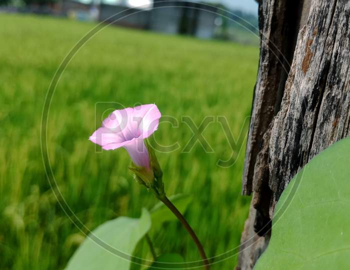 Fresh Agriculture Produce Natural Flower.