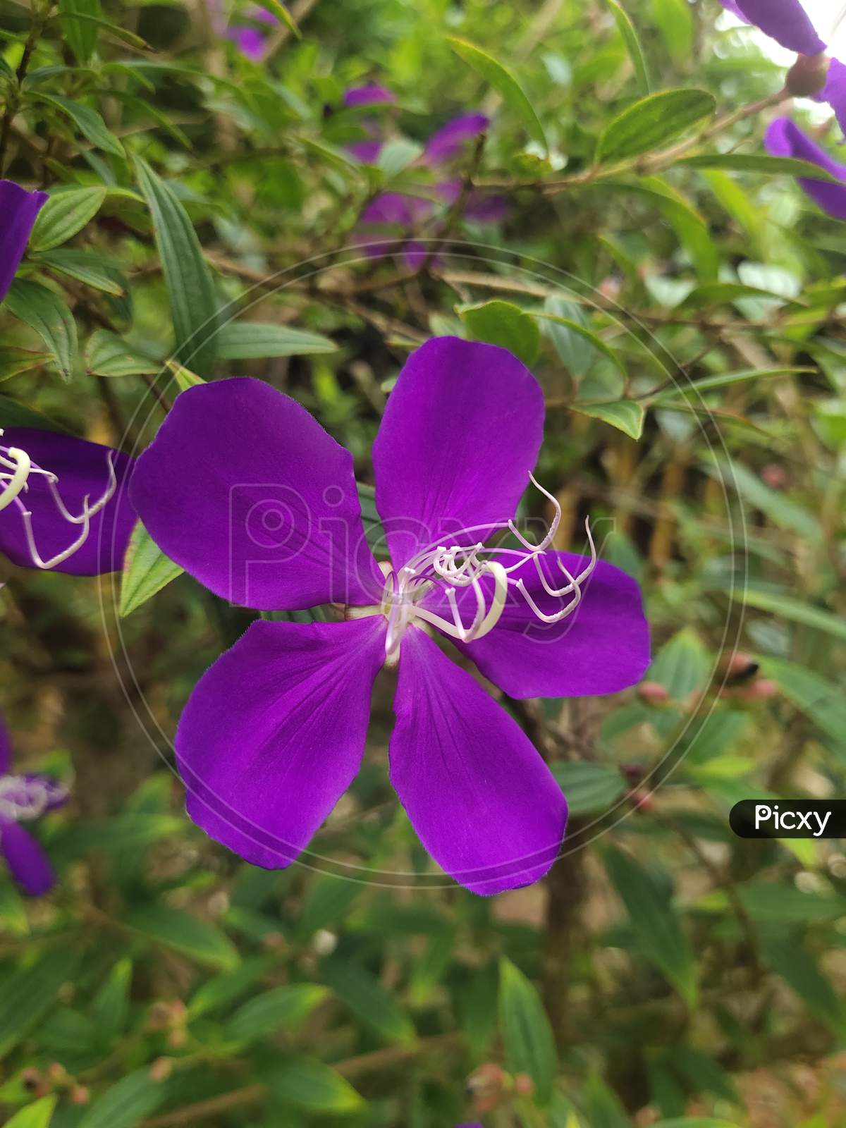 Single purple flower