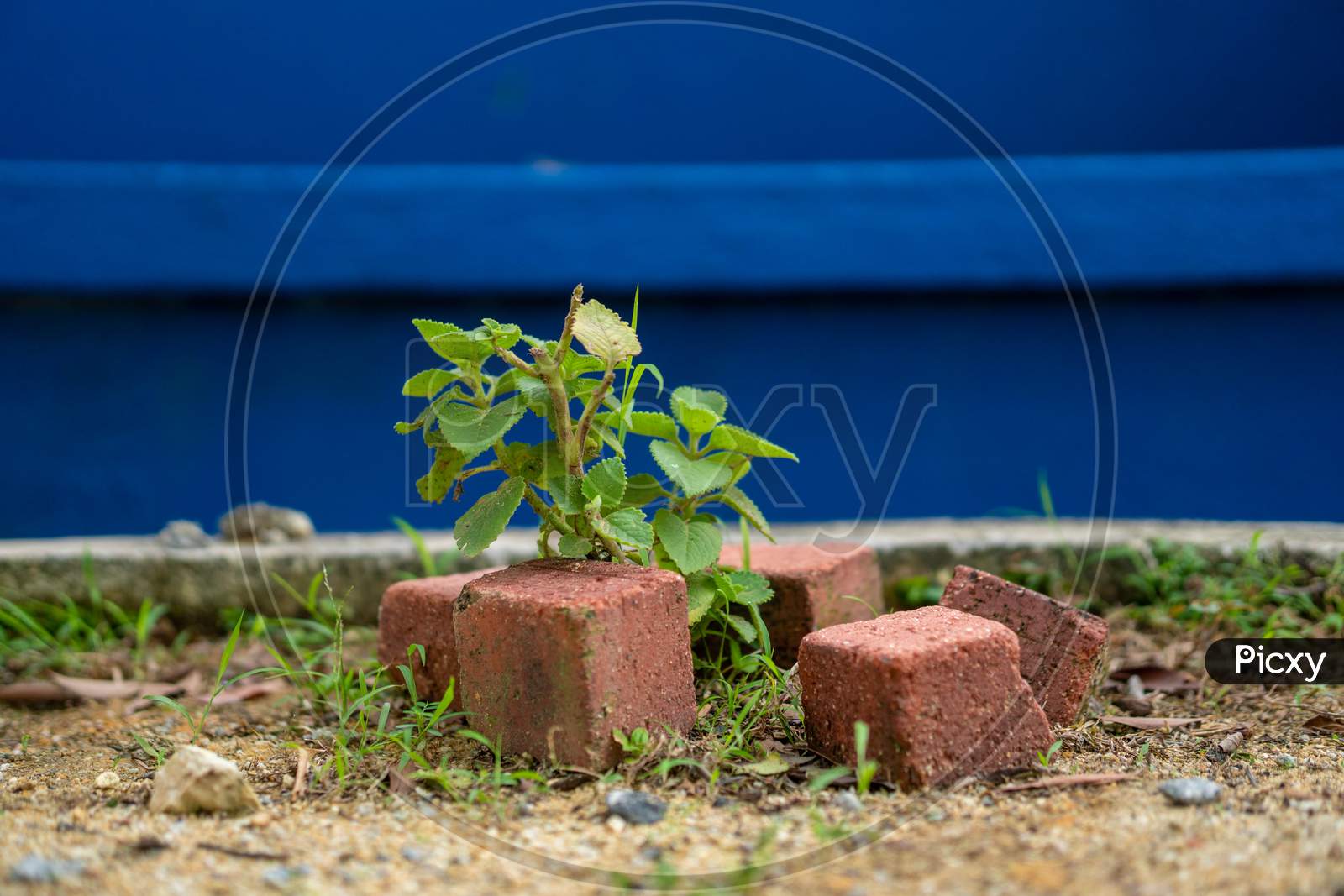 Small Growing Plant Being Protected With Bricks