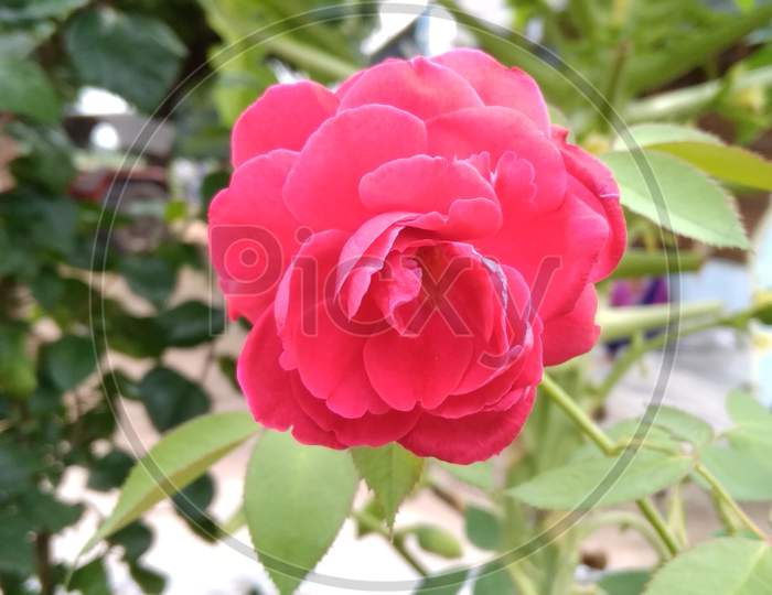 This is rad rose flower, garden beautiful flower, nature flower