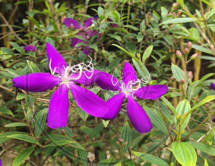 Beutiful Purple flowers