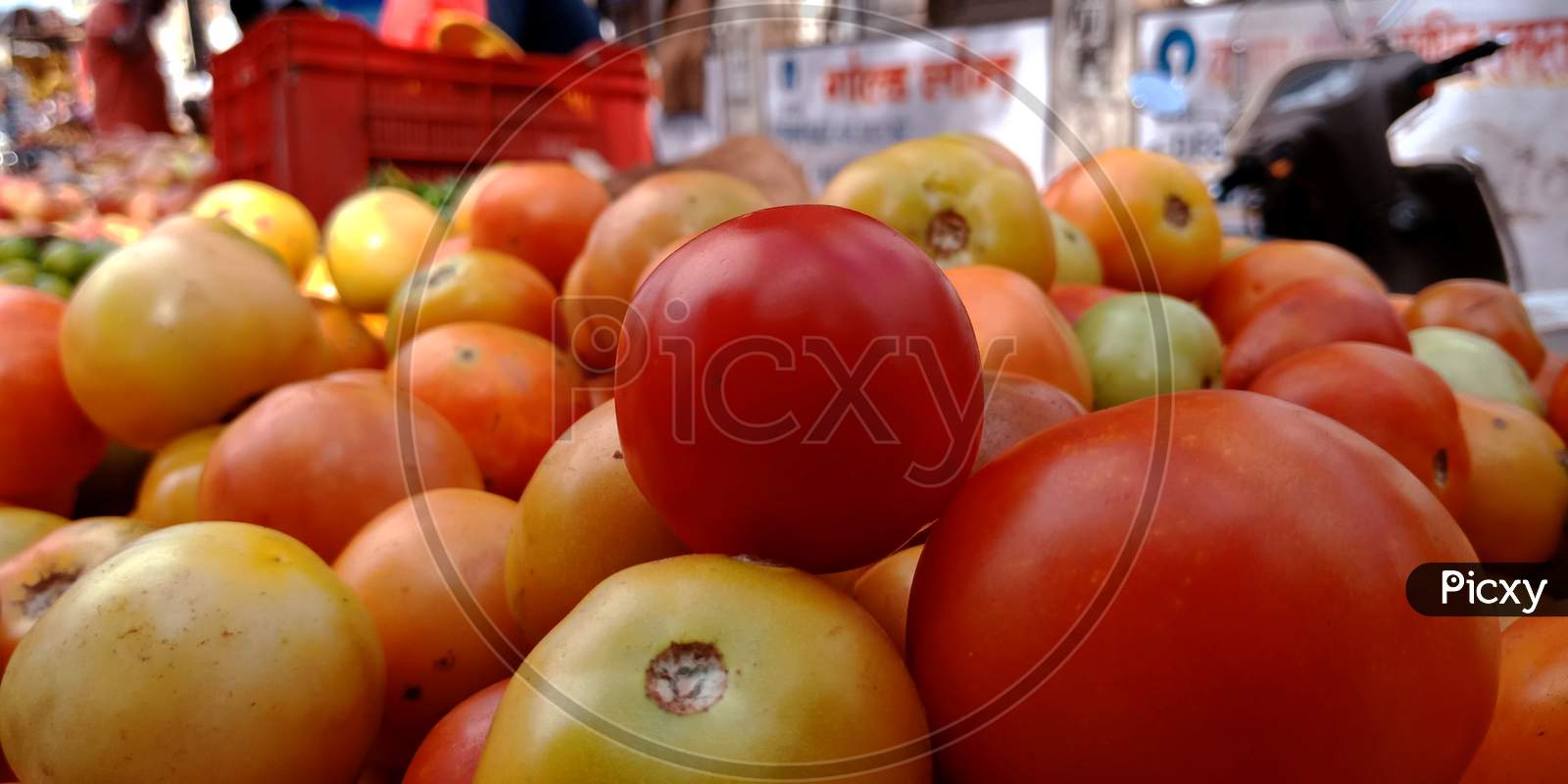 Agriculture Produce Vegetable Closeup.