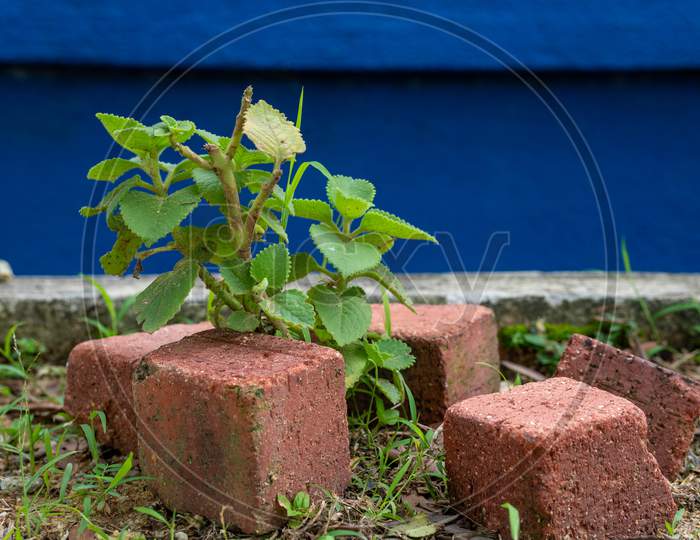 Small Growing Plant Being Protected With Bricks