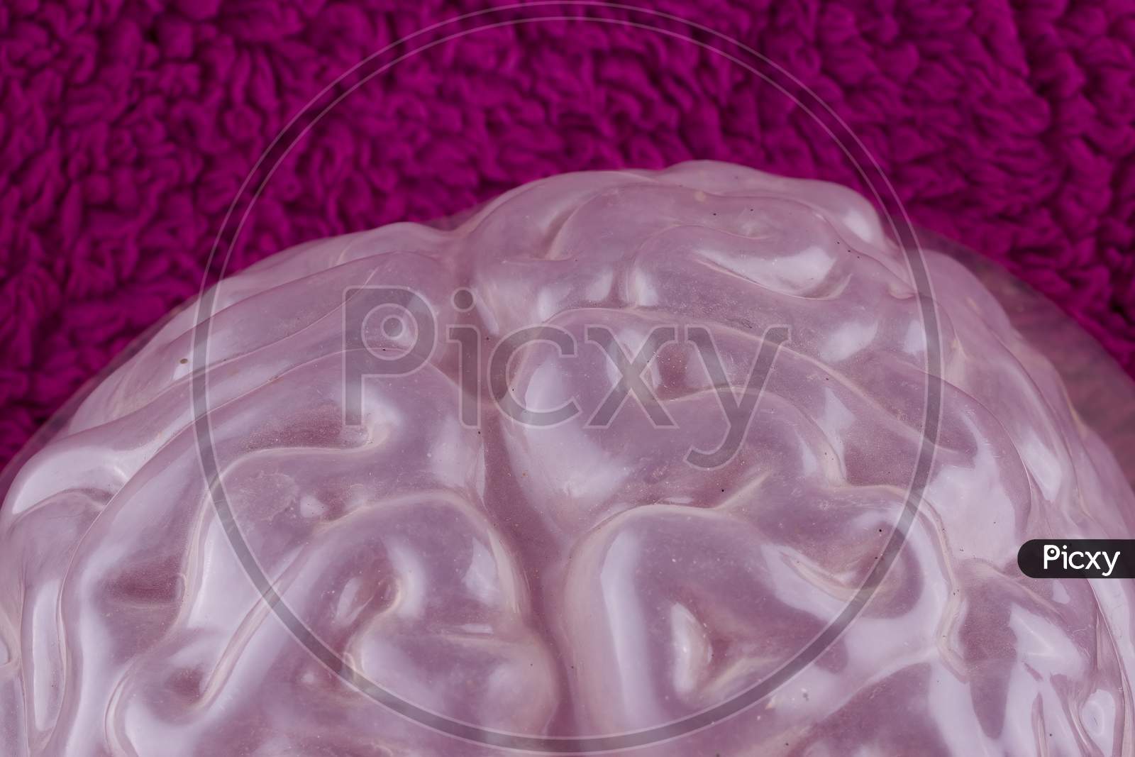 Wrinkled Faux Brain On Fluffy Purple Background. Concept For fun Halloween scares