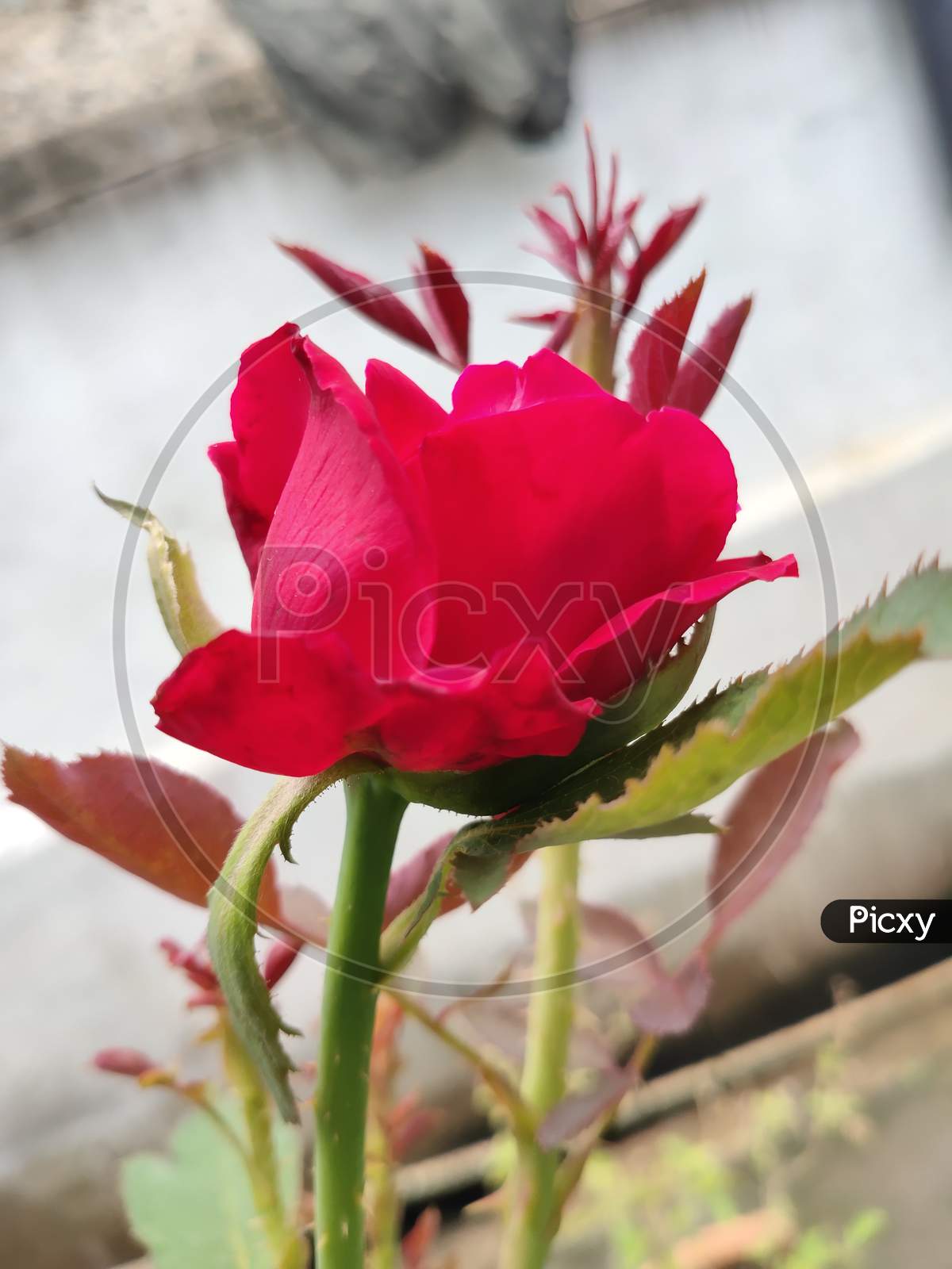 Rose Indian red