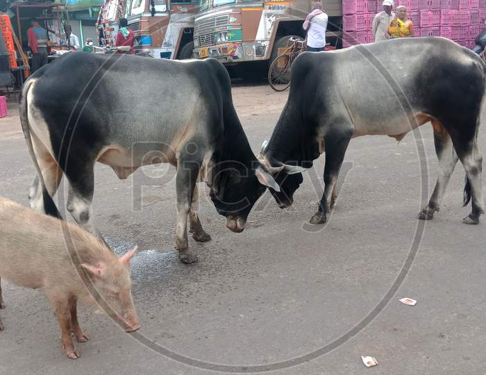 Cow Fight On Road.
