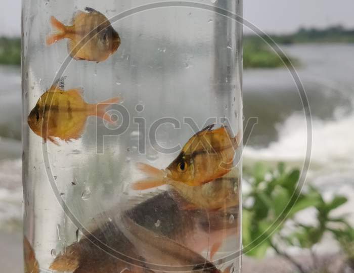 Beautiful Fishes capture in bottle
