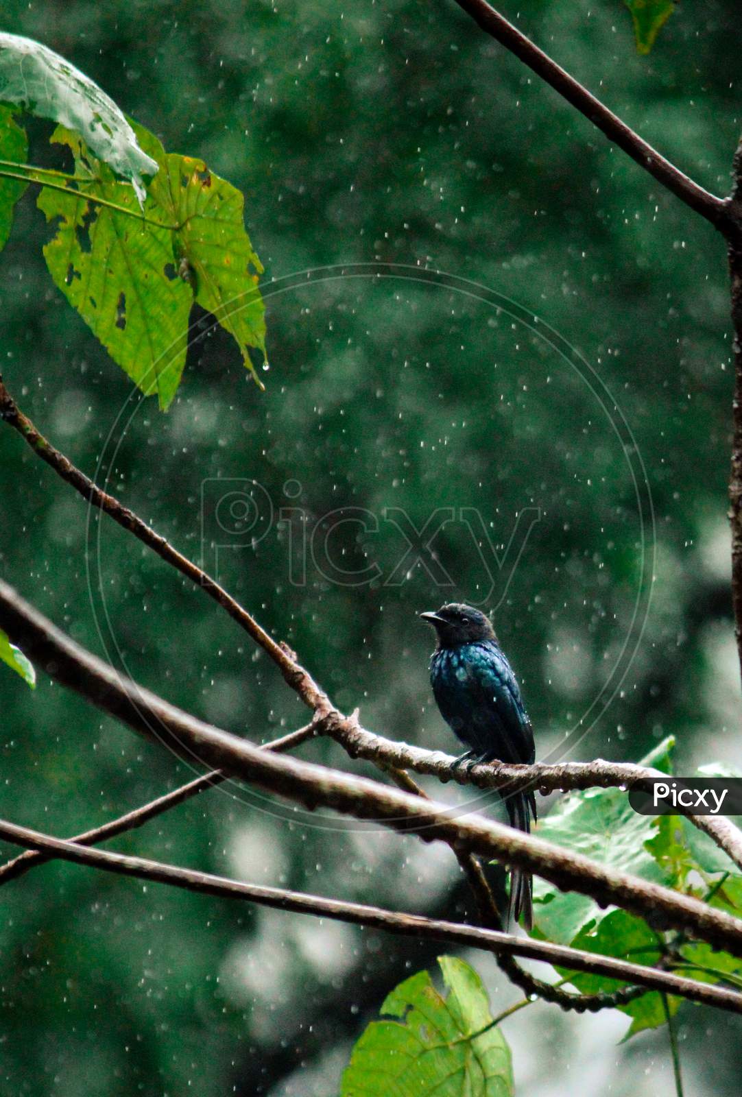 Bird enjoying the rain