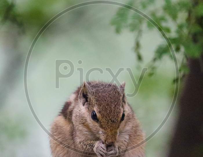 Squirrel Eating Seeds