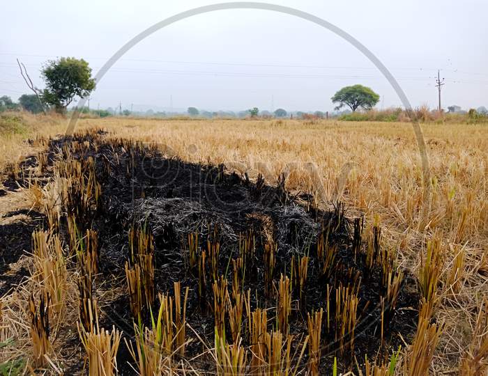 Fire Burning On Dry Grass Agriculture Field.