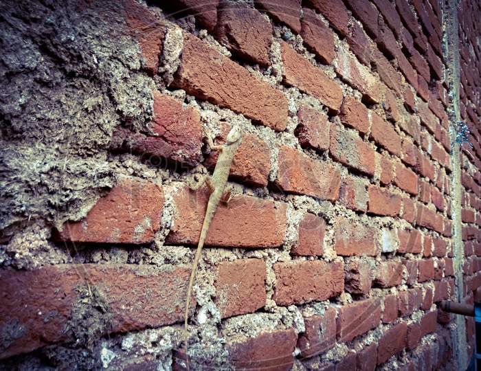 Lizard Climbing On The Brick Wall Isolated