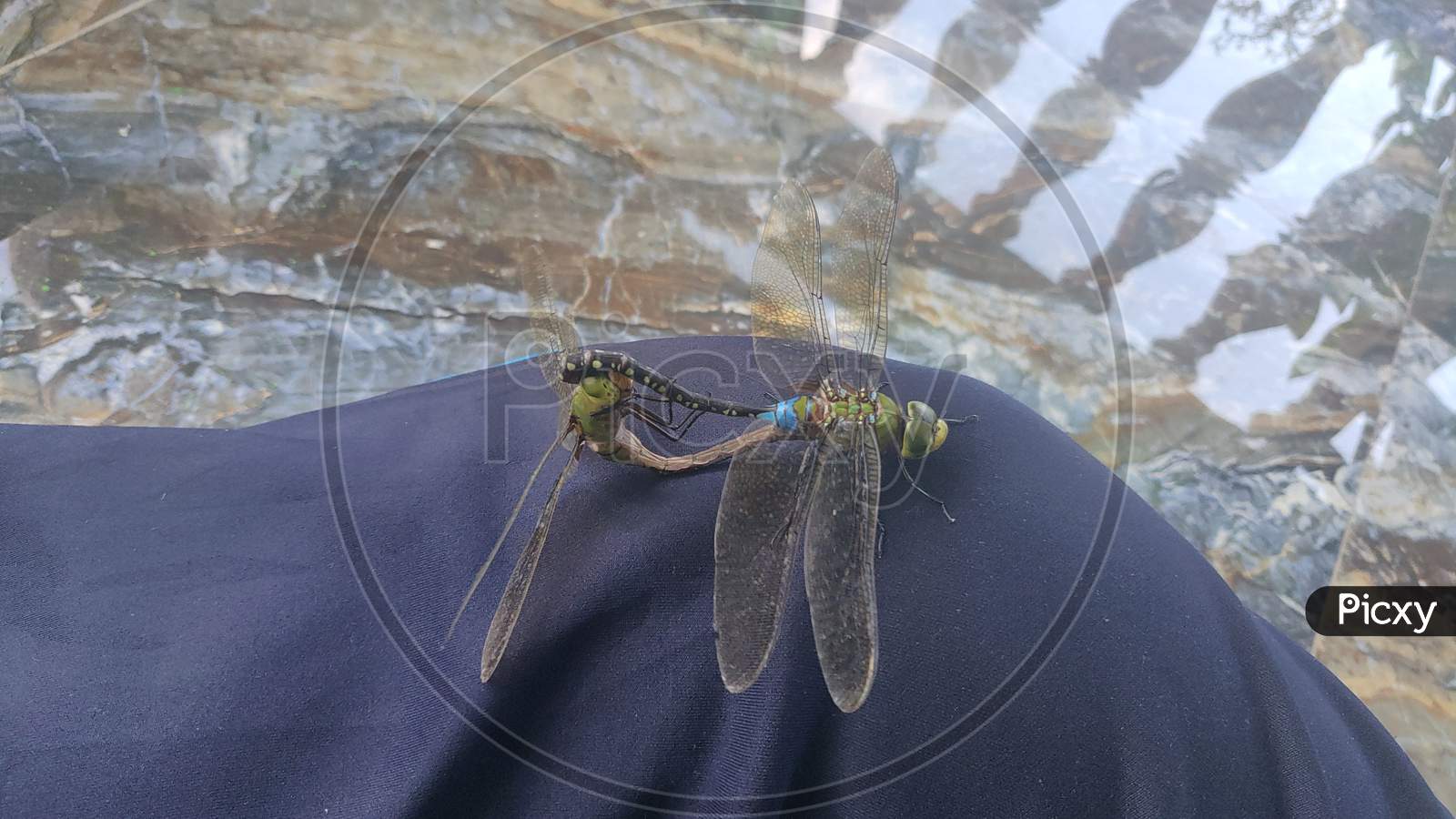 Dragonfly matting photo ||insects matting photo