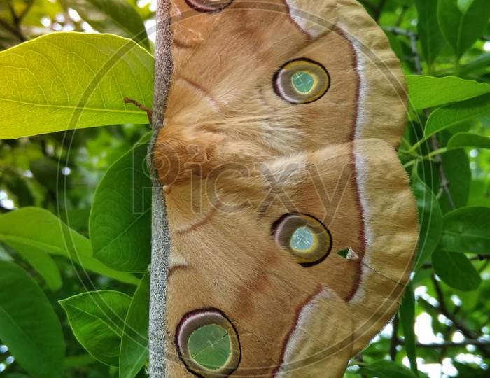 Big beautiful butterfly, tree leaf butterfly, skin color butterfly, animal