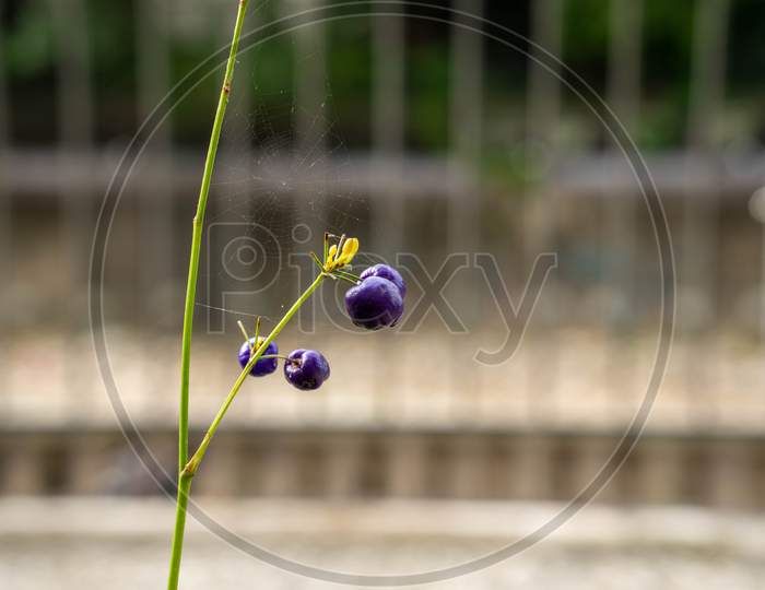 Flax Lily Plant With Spider Web