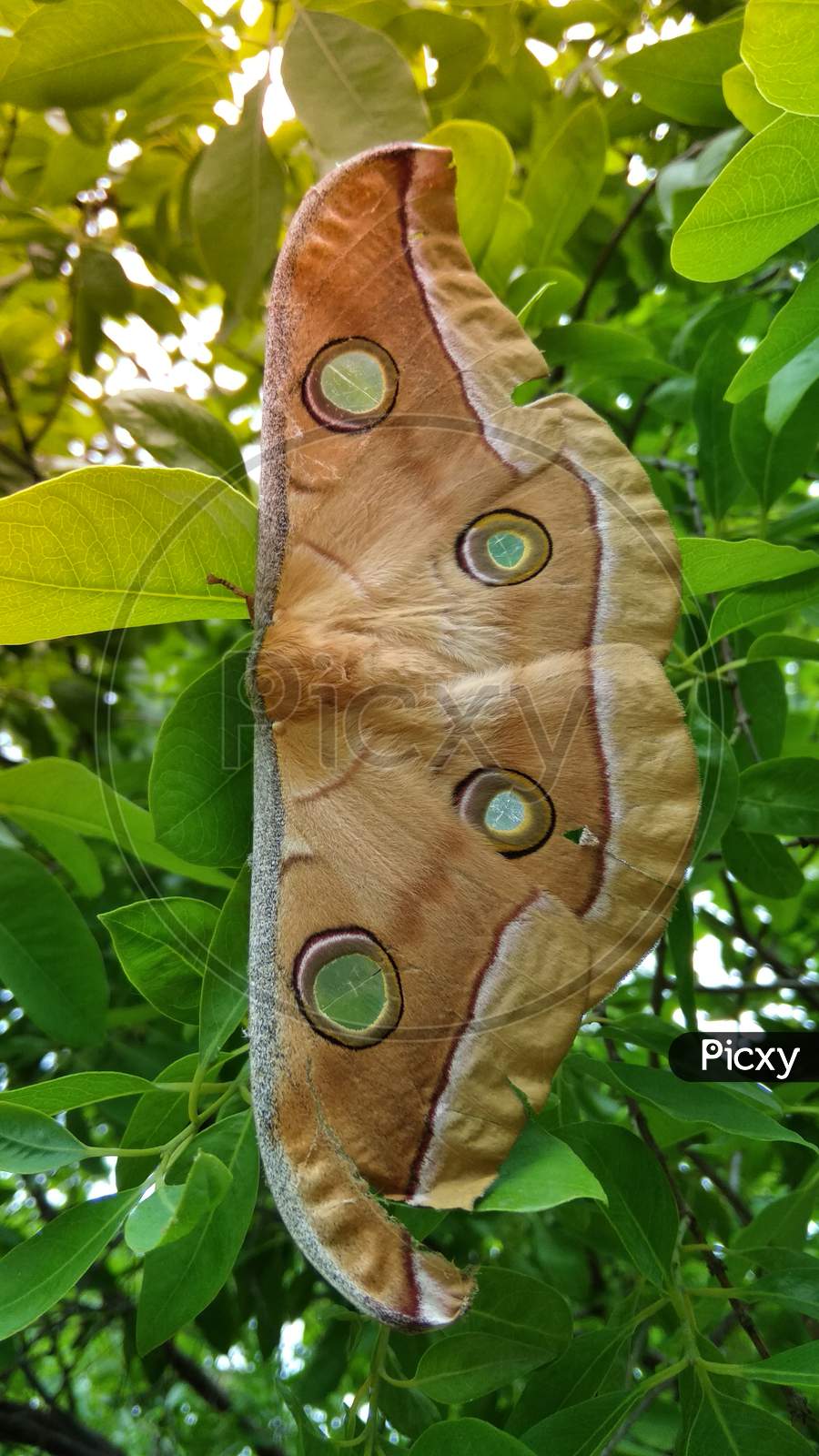Big beautiful butterfly, tree leaf butterfly, skin color butterfly, animal