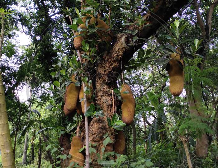 Jackfruit tree Indian