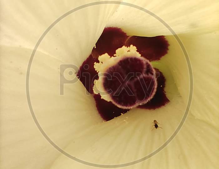Flower inside