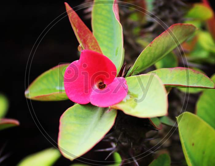 Orchid flower, cactus flower