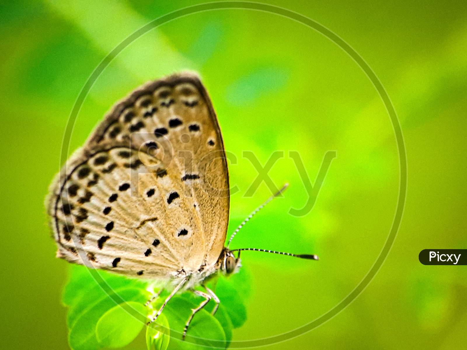 Grass blue butterfly