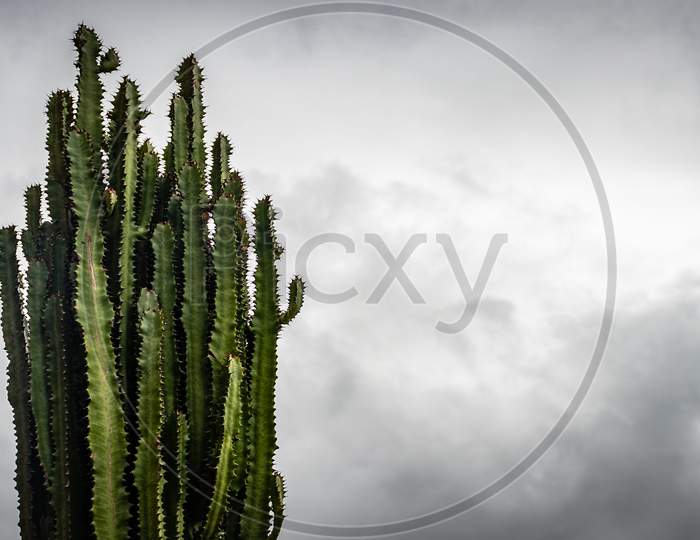Cactus Tree With White Sky Background