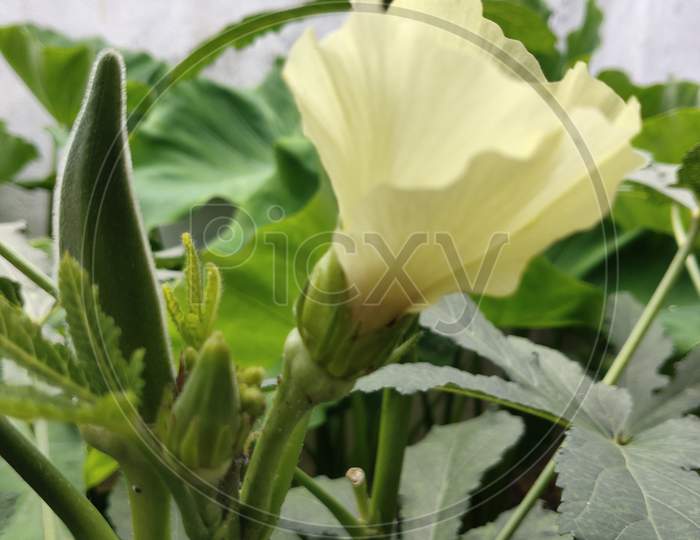 Flower of Indian green vagitable ladies finger