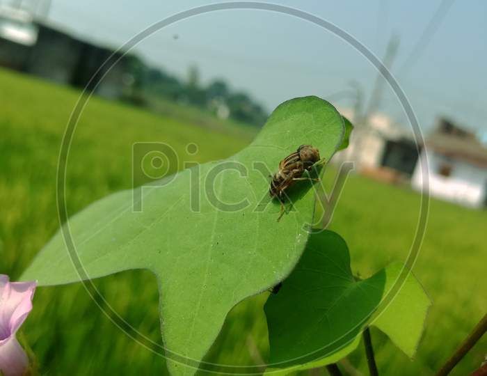 Flying Insect On Agricultural Rural Background.