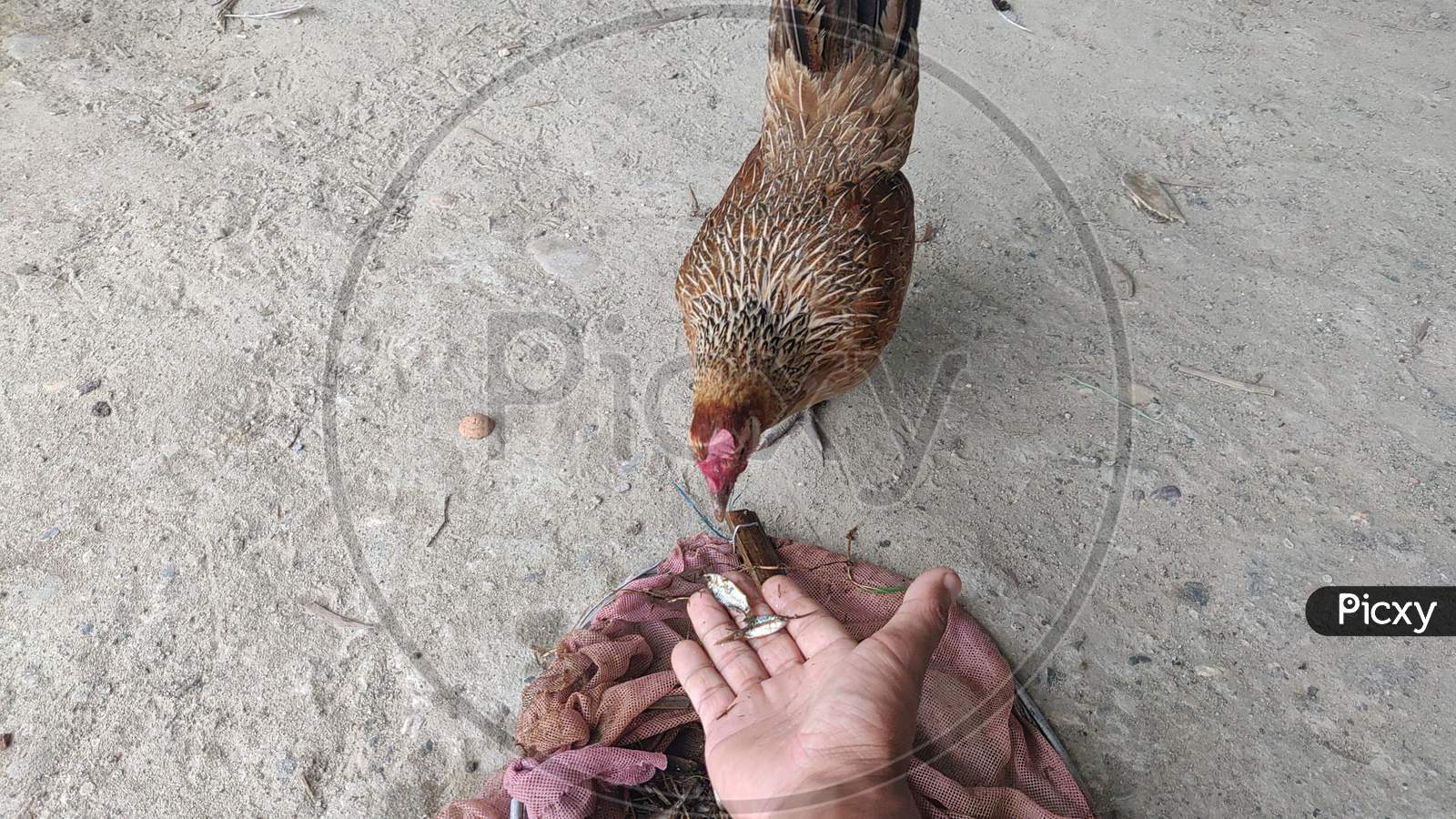 Feeding small fishes to hen by its owner photo