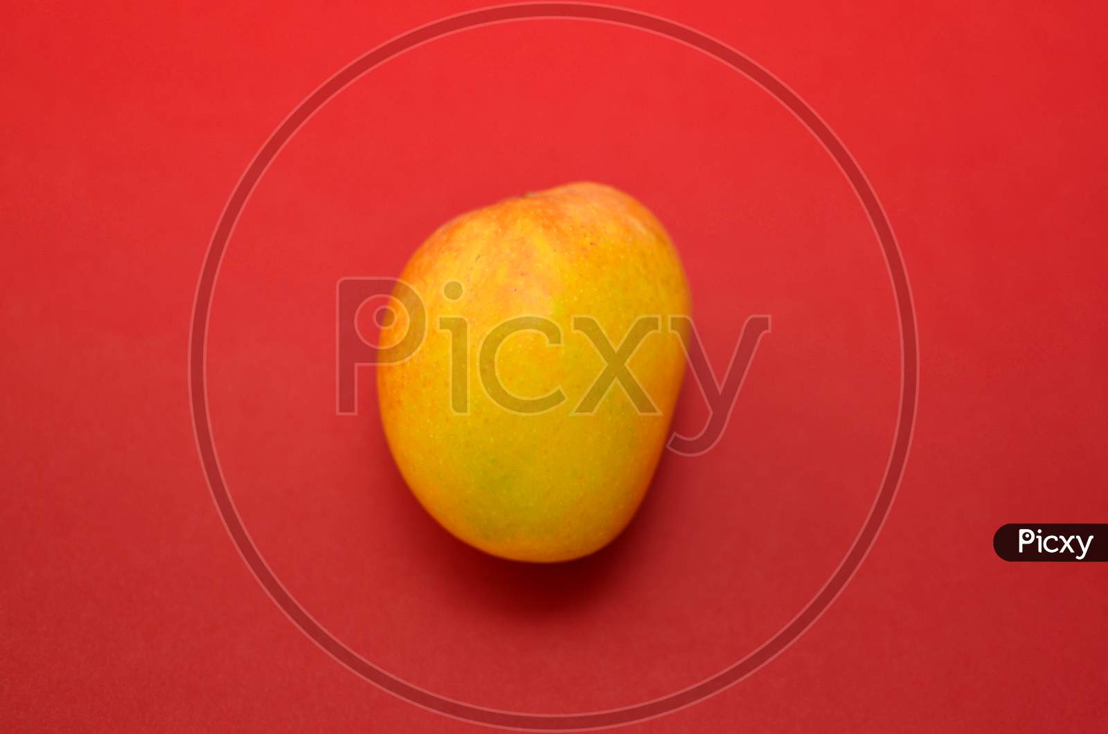 A Yellow Indian Alphanso Mango On Red Background