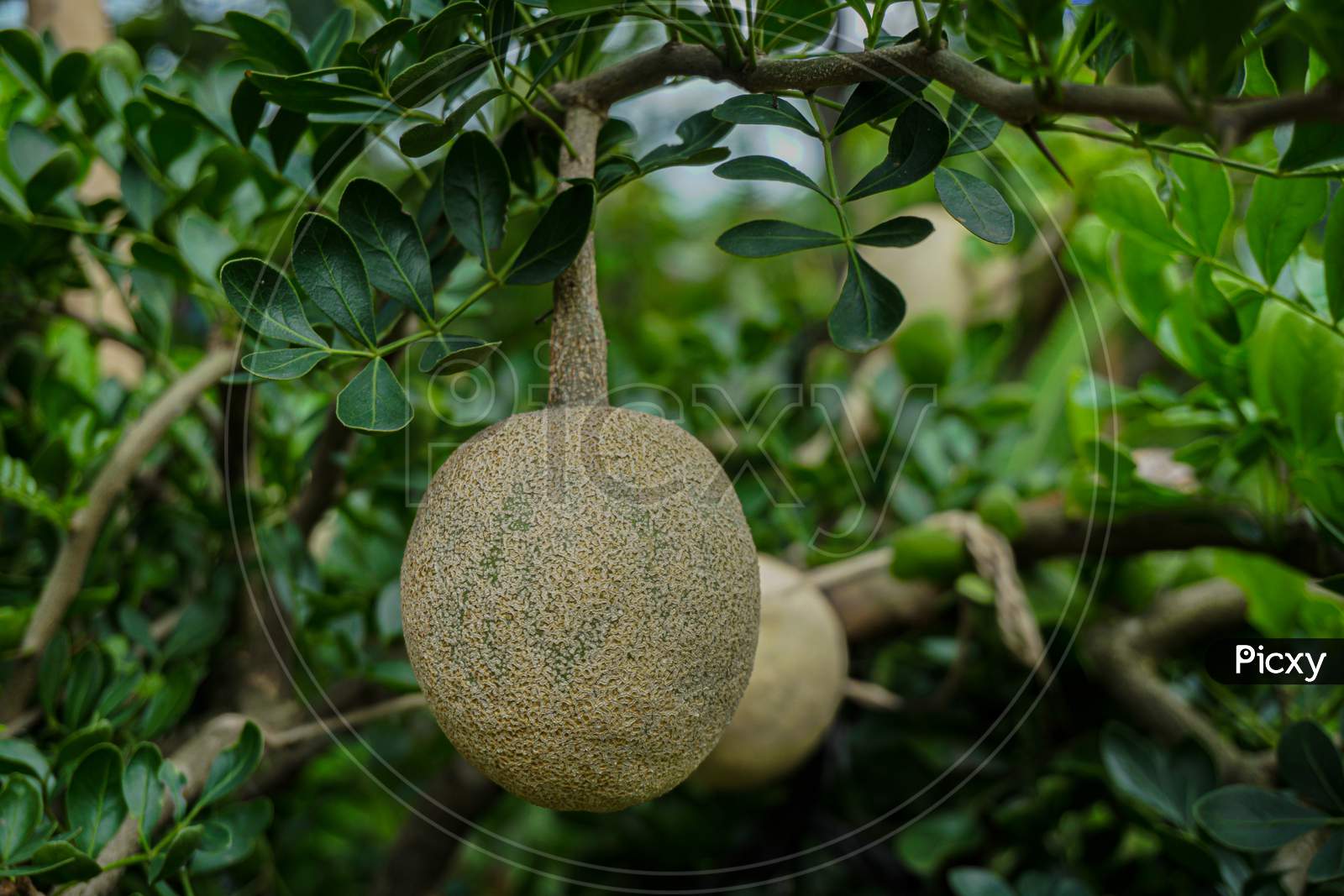 The Wood Apple (Limonia Acidissima) Is A Fruit, Which Has Other Names Like Elephant Apple.