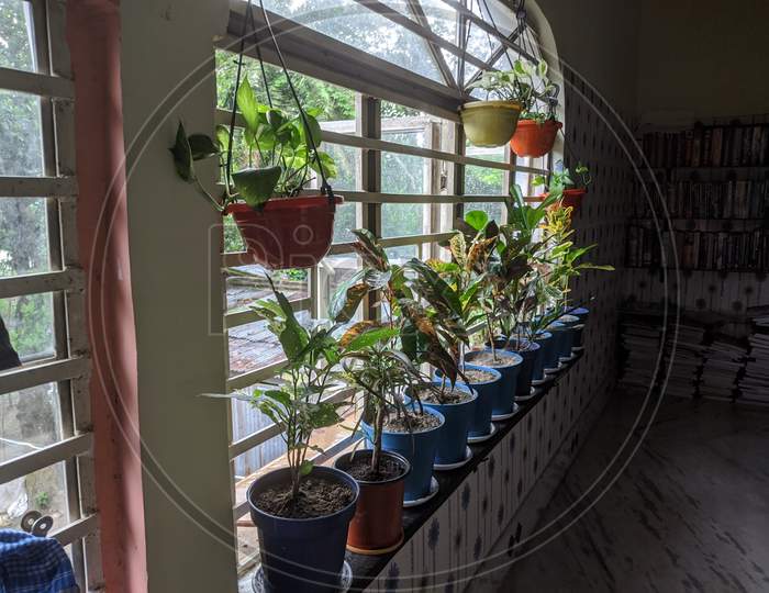 Few plants in balcony