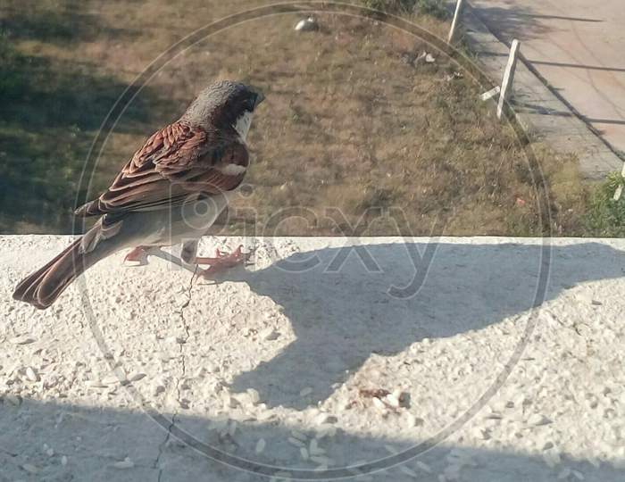 Sparrow,tiny bird