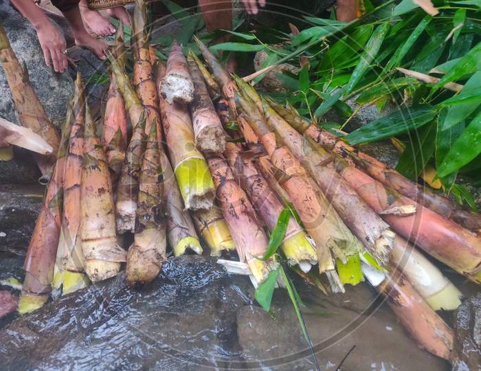 Most famous baby bamboo collection for making bamboo shoots and vegetablesin Arunachal Pradesh, North East India.