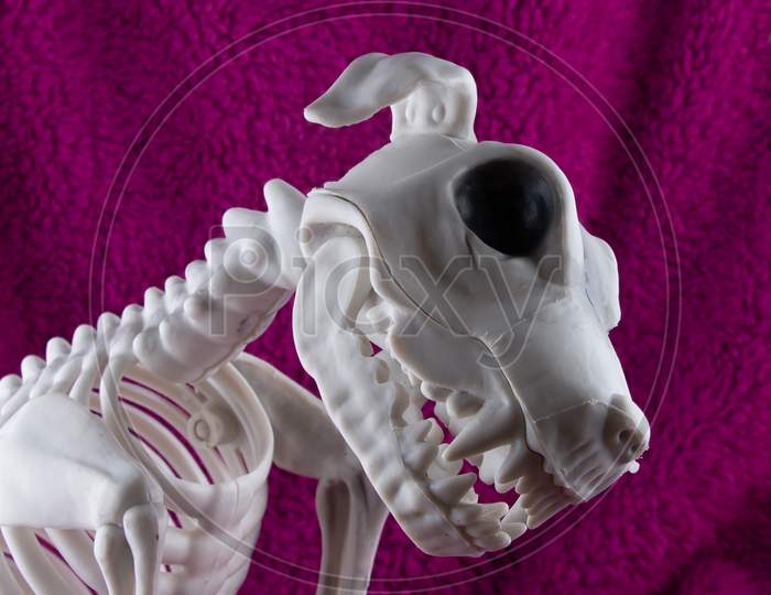 Scary Dog Skeleton Halloween Decor Isolated On Purple Background