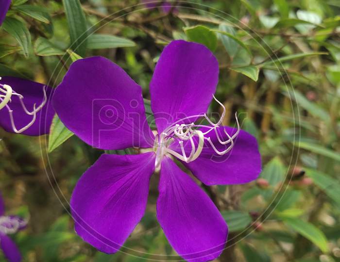 Single purple flower